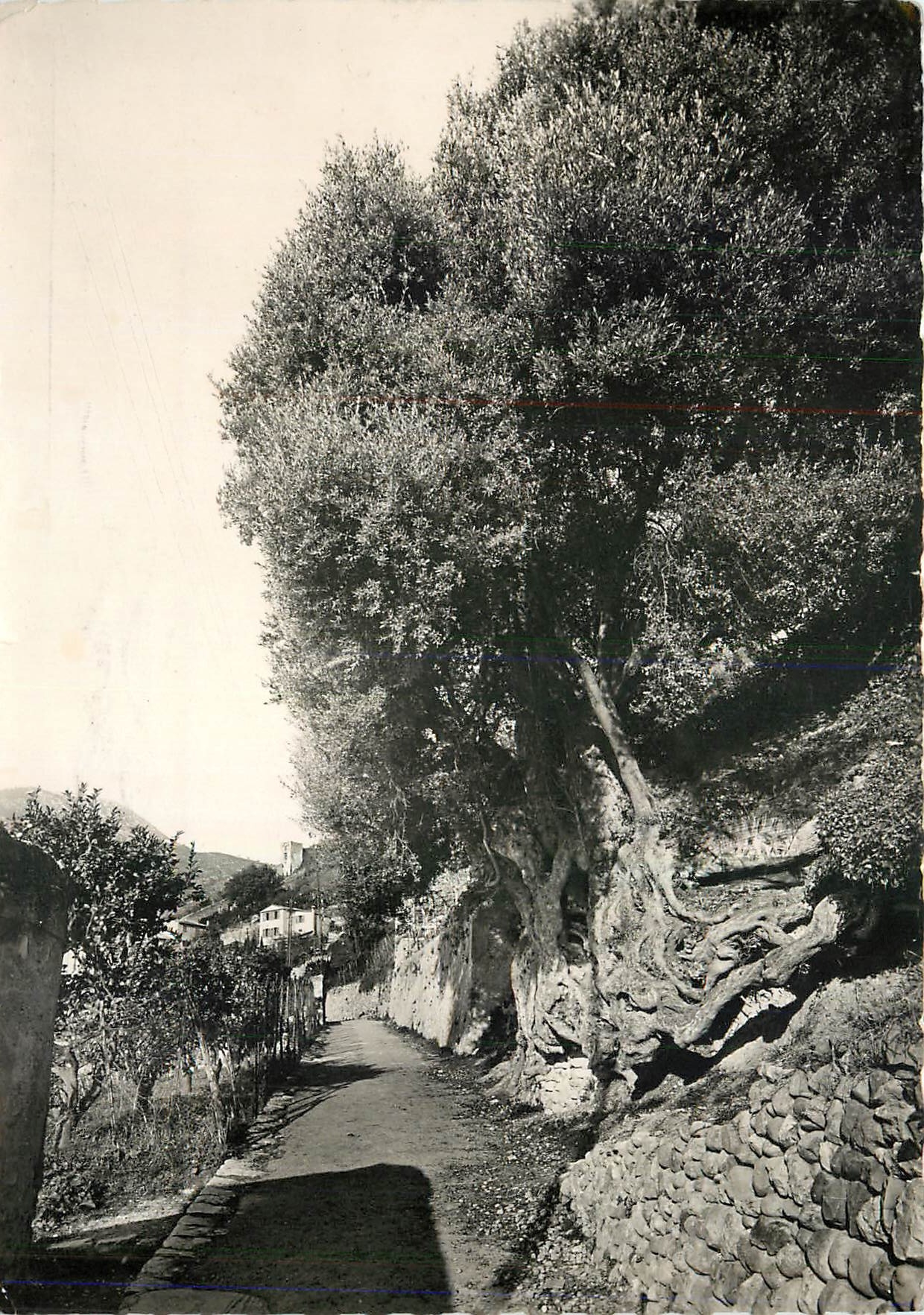 CPM Roquebrune Village Le roi des rois des oliviers 