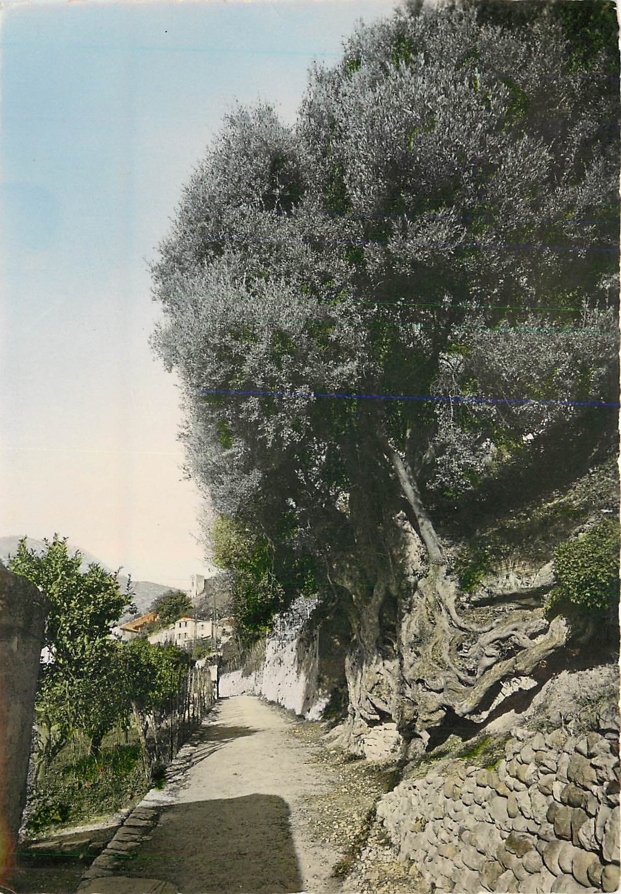 CPM Roquebrune Village Le roi des rois des oliviers 