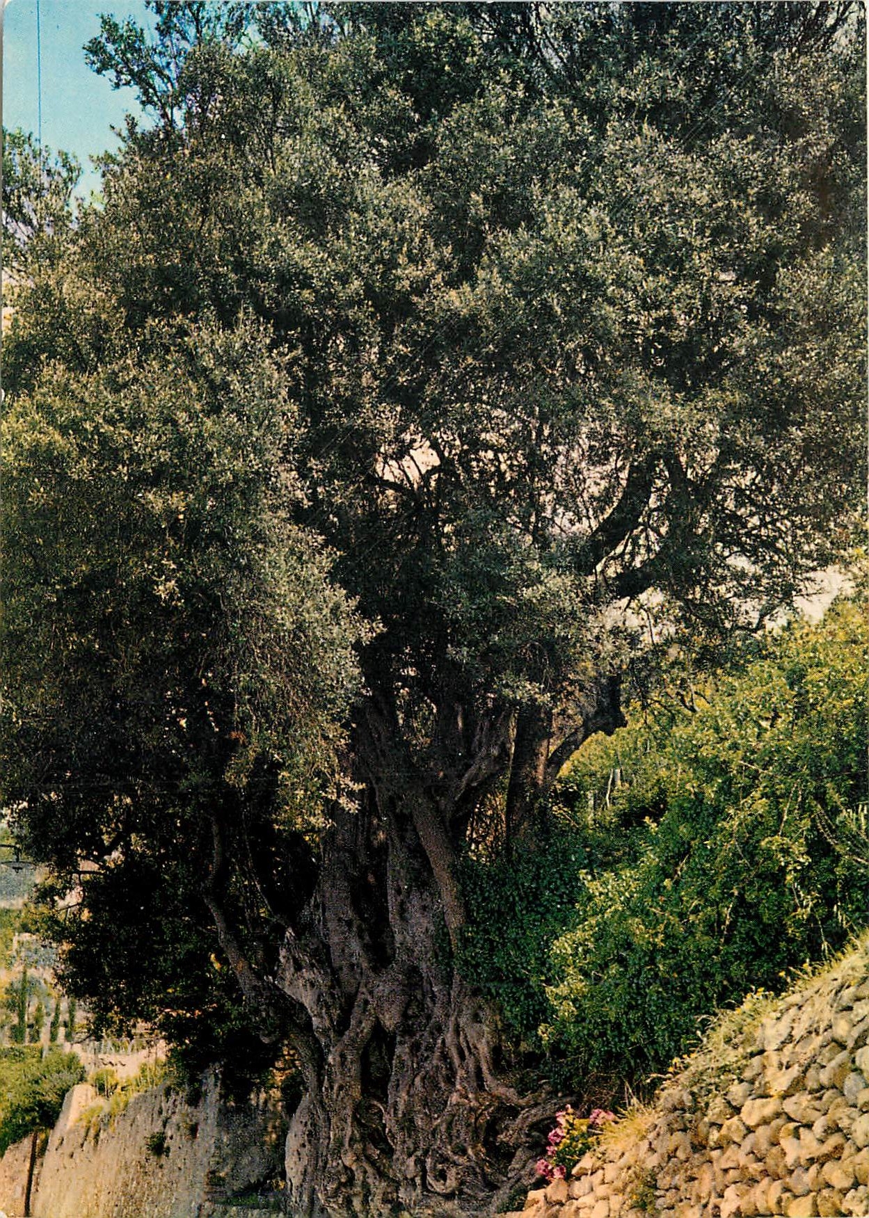 CPM Roquebrune Village Le Roi des Rois des Oliviers 