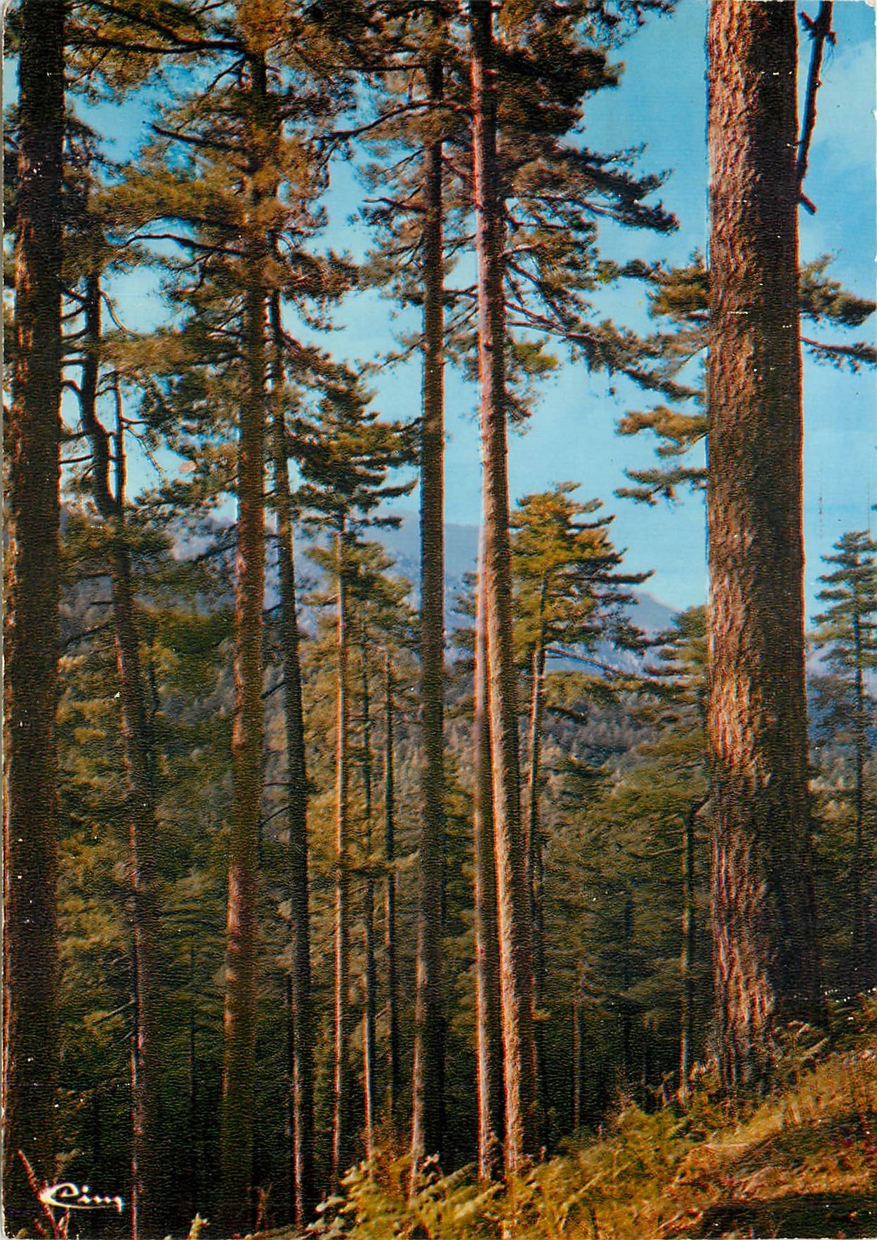 CPM Corse Ile de beaute Paradis d'ete Foret de Vizzavona 