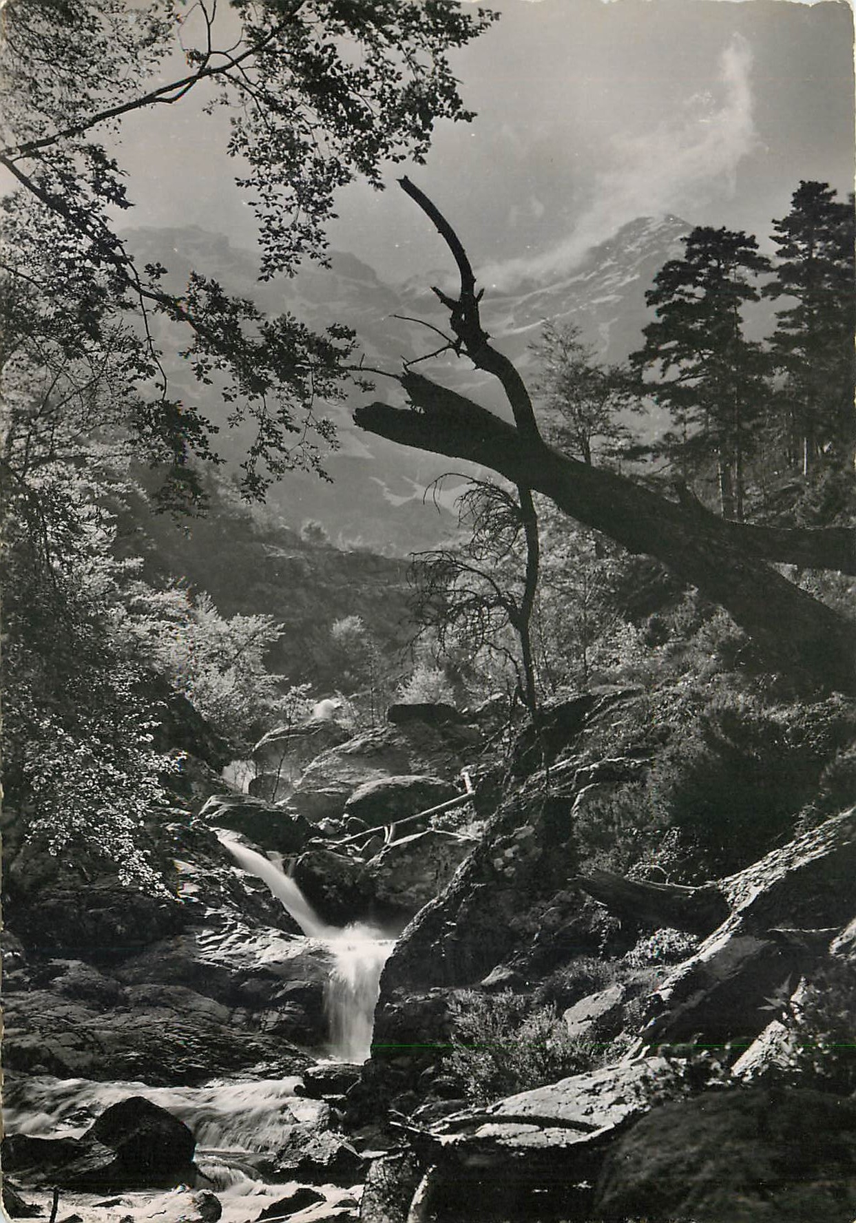 CPM La Corse Ile de Beaute Foret de Vizzayona Torrent en haute montagne 