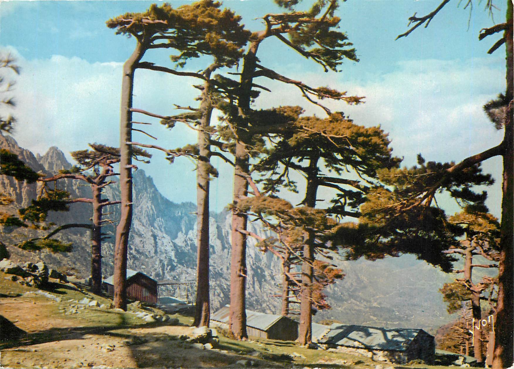 CPM Couleurs et Lumiere de France La Corse oasis de Beaute Col de Bavella 
