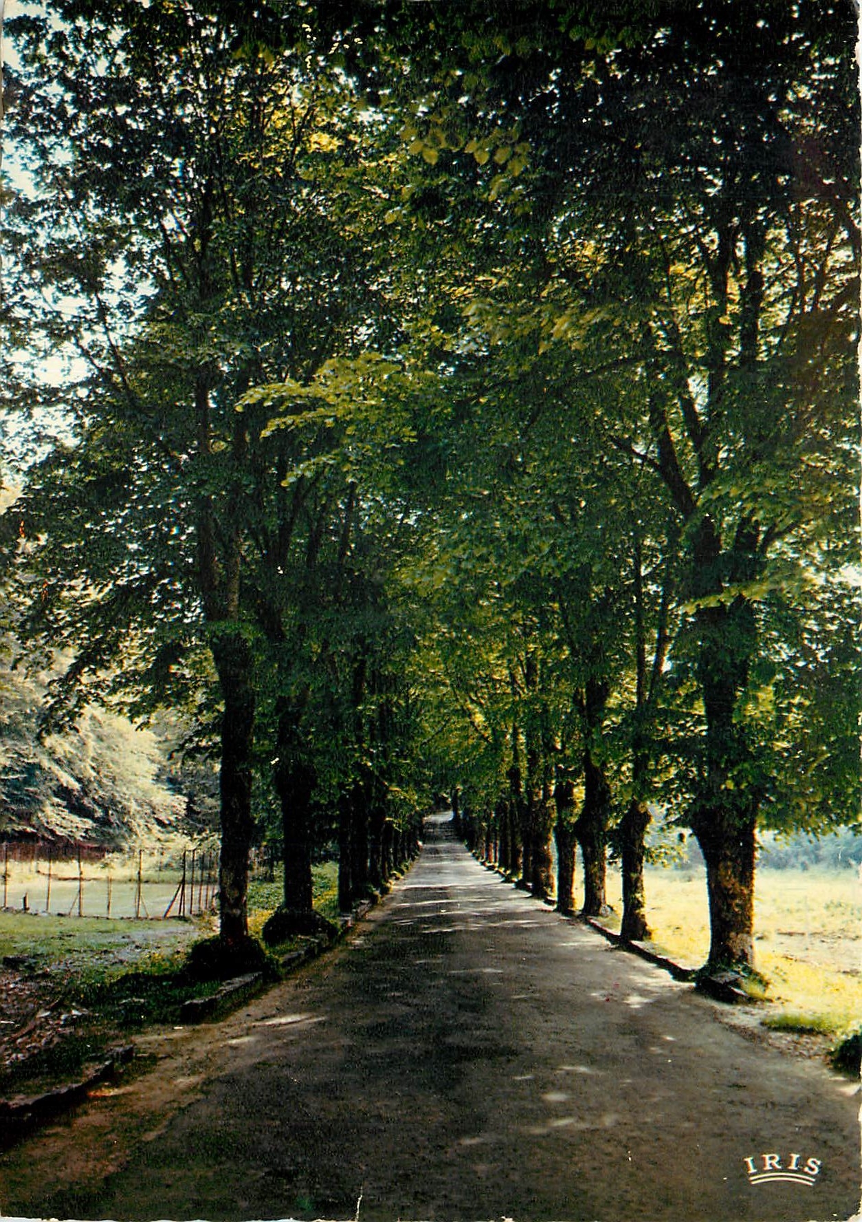 CPM Vizzavona Magnifique allee embragee par les Tilleuis 