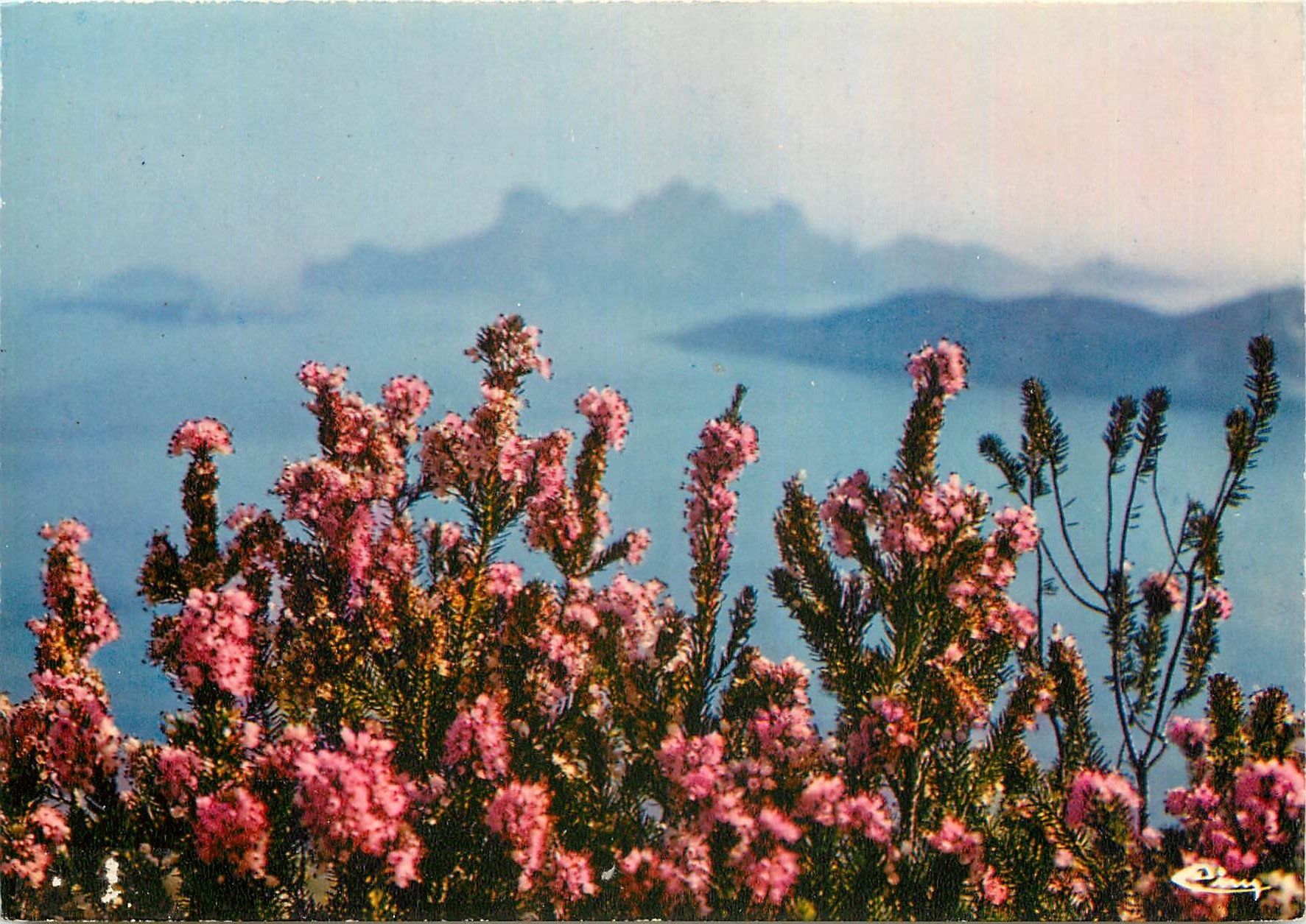 CPM Fleur Au Soleil de la Corse Bruyere 