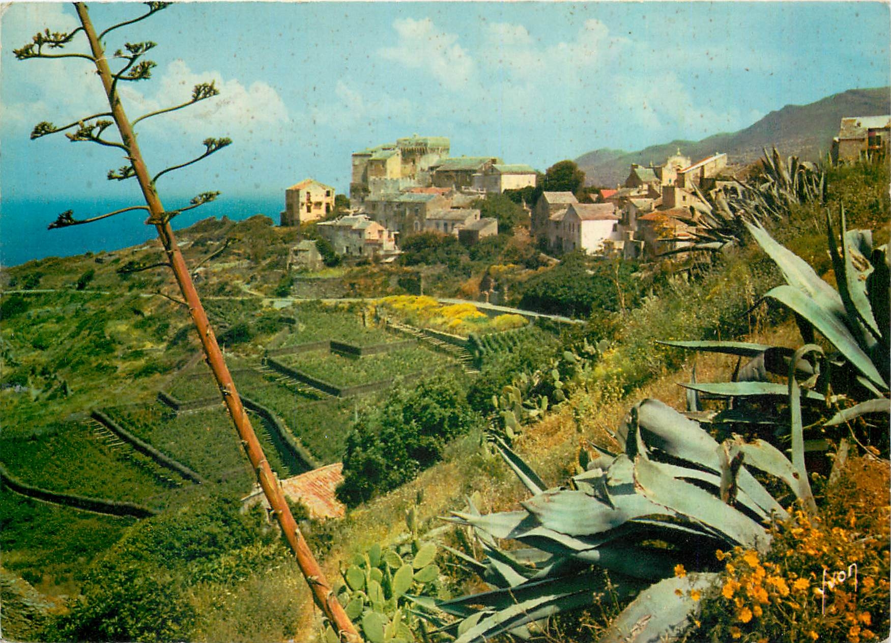 CPM La Corse oasis de beaute Morsiglia 