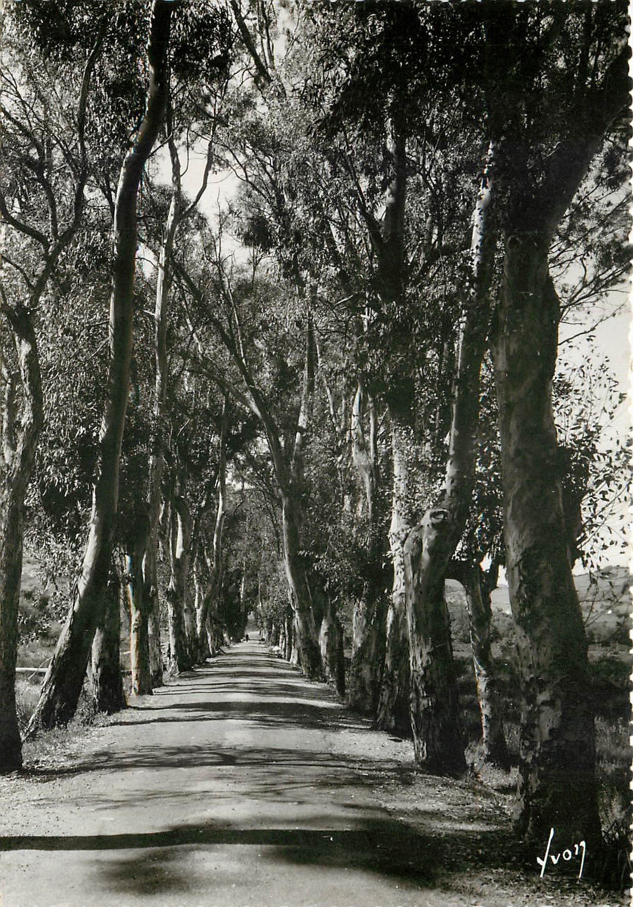 CPM De Calvi a Lumio Corse Route bordee d'eucalyptus 