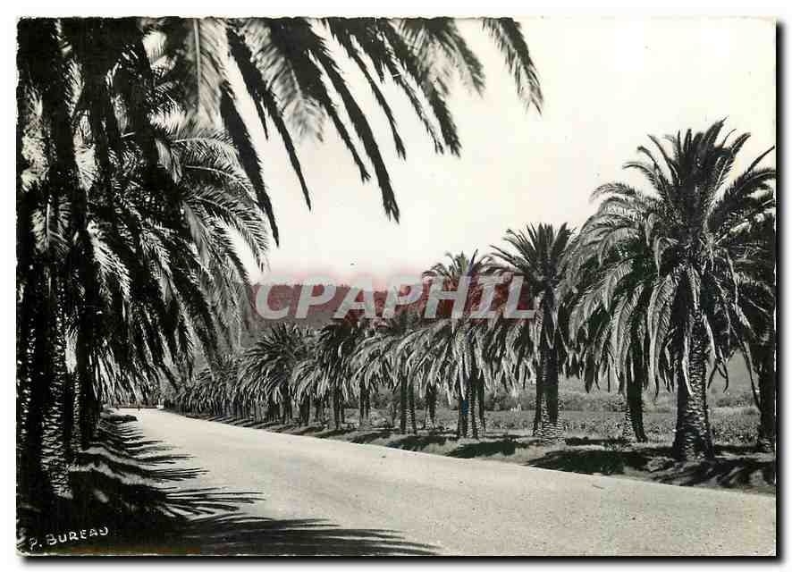 CPM Cavalaire sur Mer Var Croix Valmer L'allee de Pardigon 