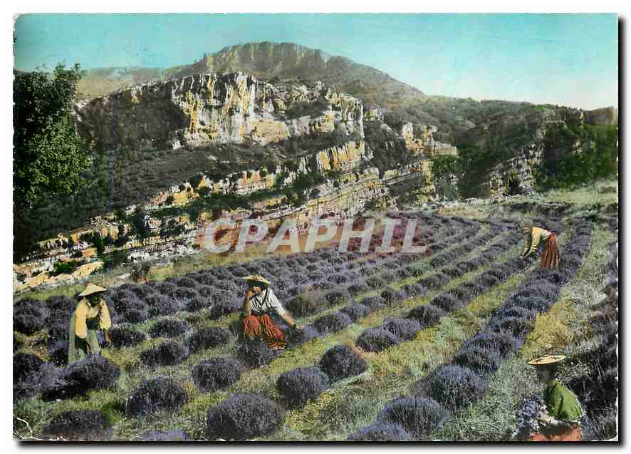 CPM Gourdon Alpes Maritimes Cueillette de la Lavande 