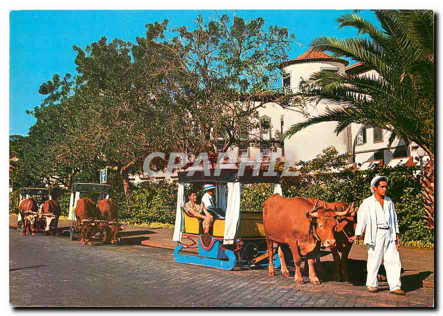 CPM Madeira Funchal Portugal Transporte Tipico 