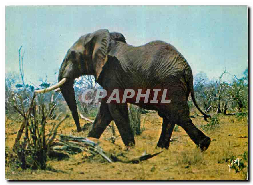 CPM Les animaux d'afrique Jeune Elephant de Savane 