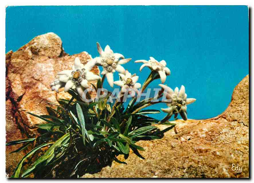 CPM L'Edelweiss ou Etoile d'Argent Leontopodium Alpinum 