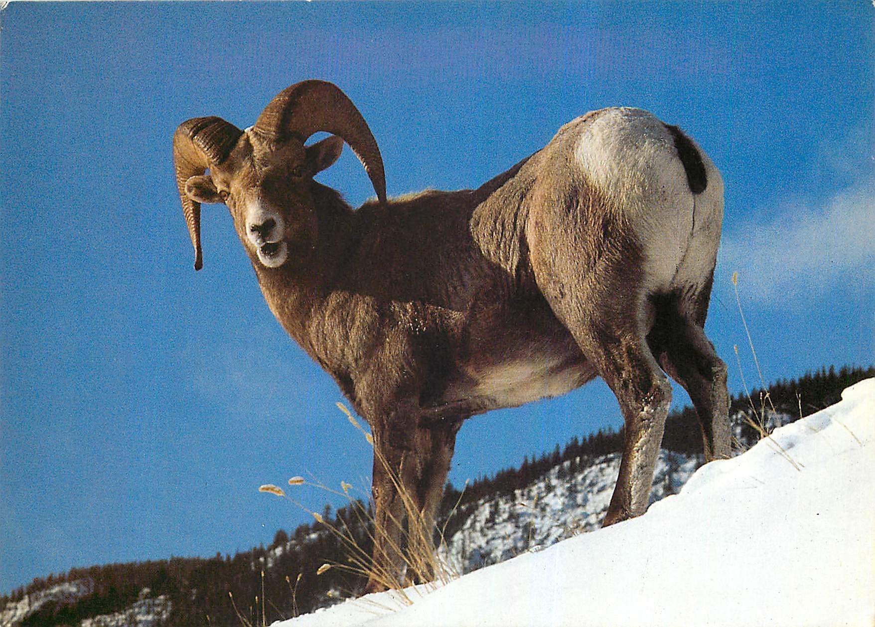 CPM Ovis Canadensis Dickhornschat Bighorn Sheep 