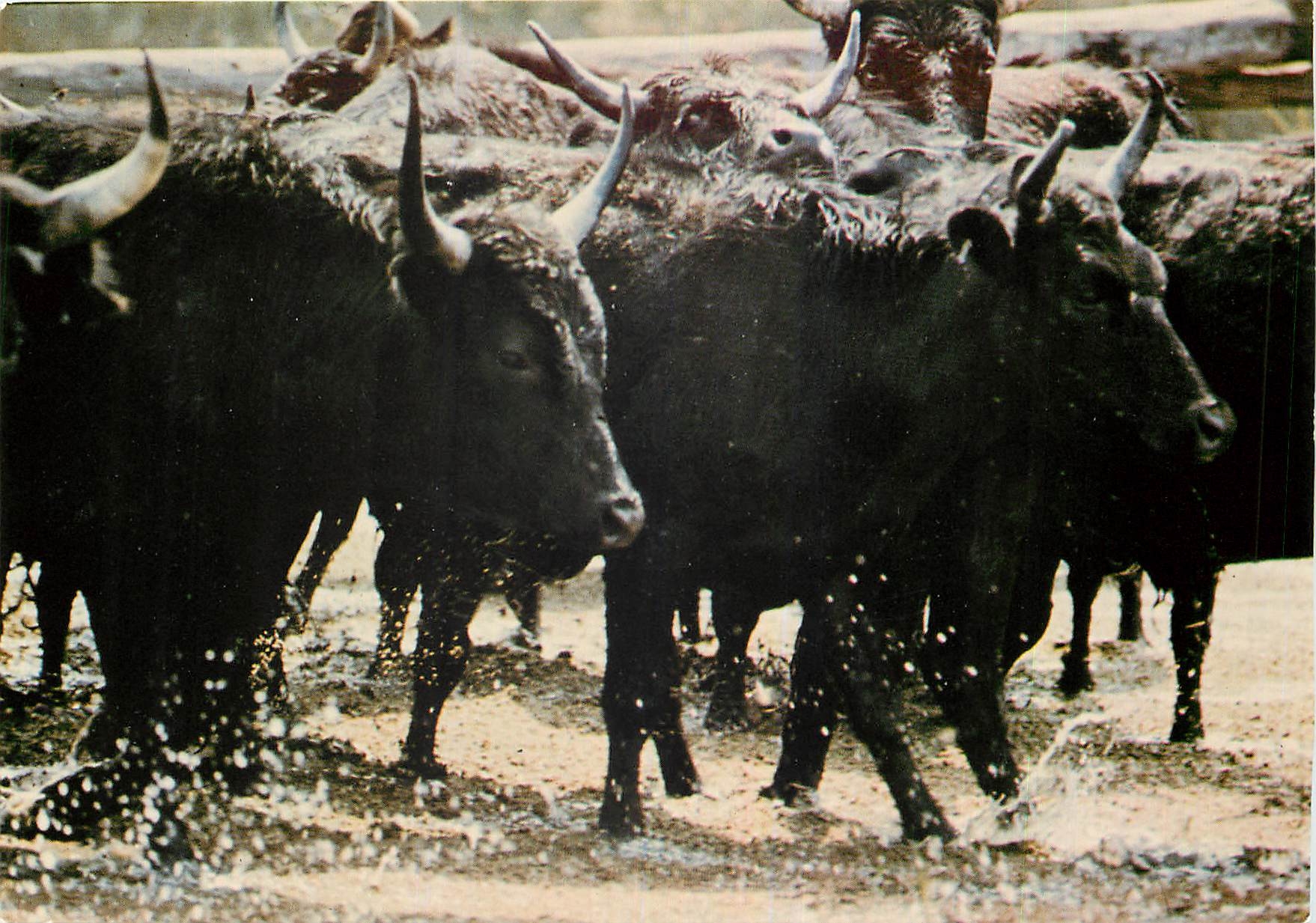 CPM En Camargue Manade de Taureaux 