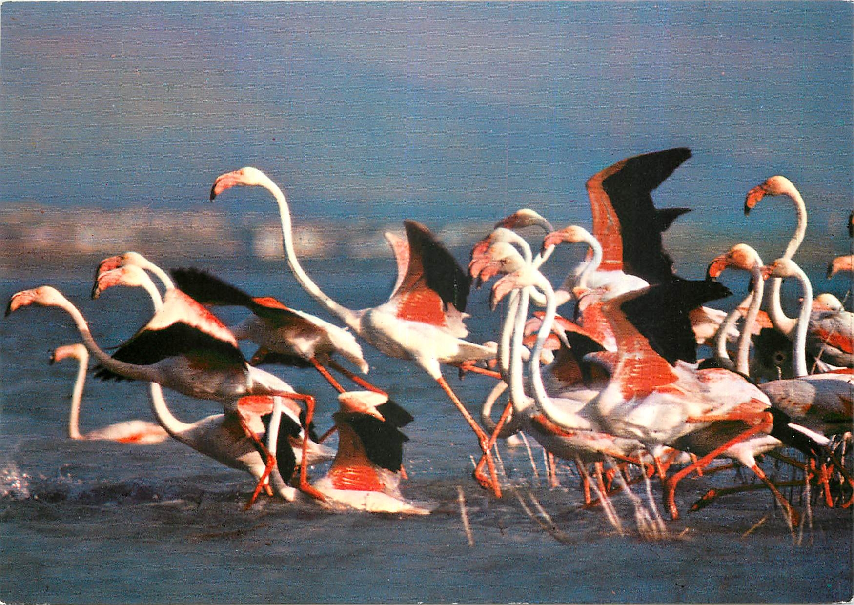 CPM En Camargue Bouches du Rhone  