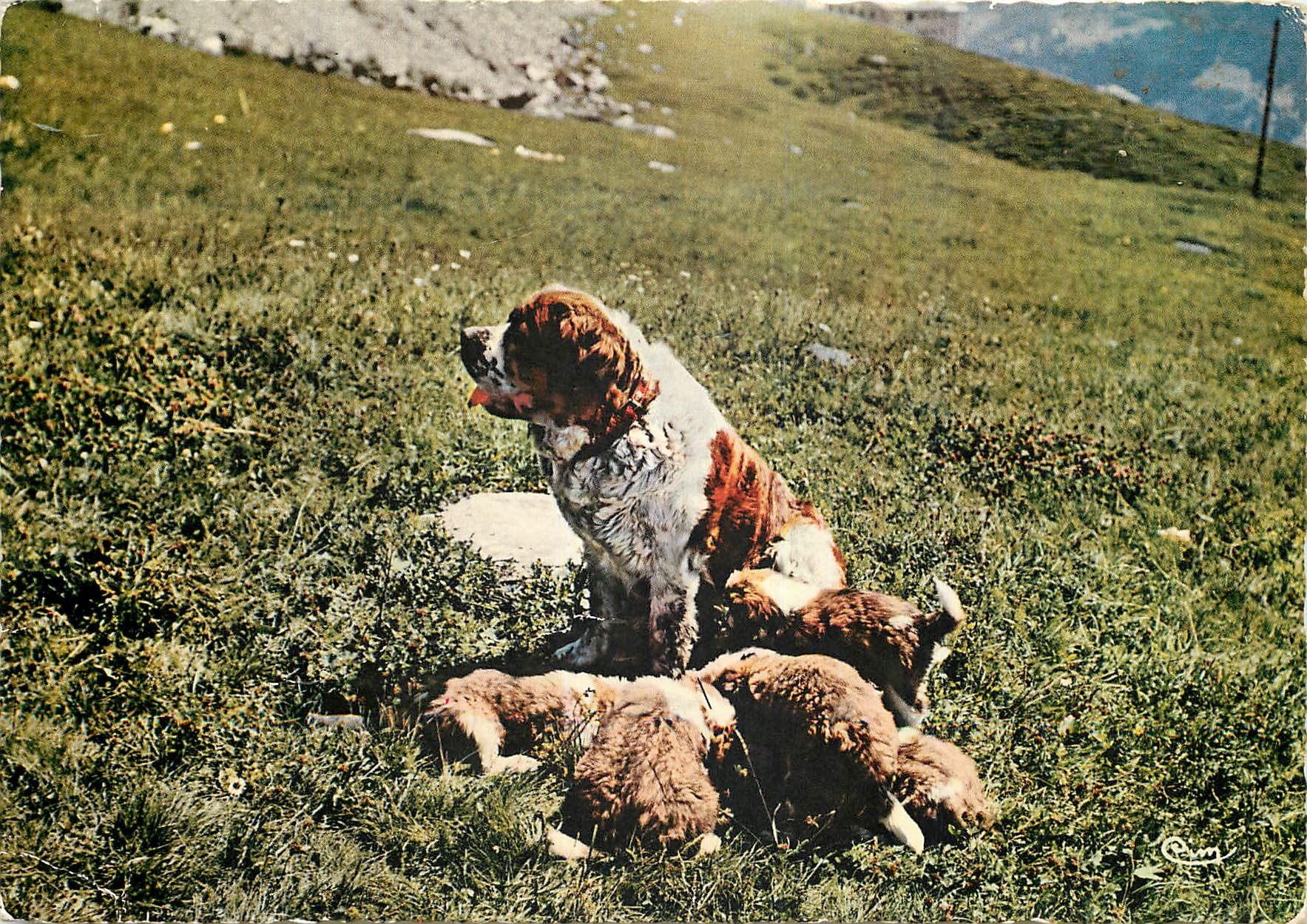 CPM Elevage et Ecole de Chiens d'Avalanche du Col du Petit Saint Bernard Station de La Rosiere Lydia