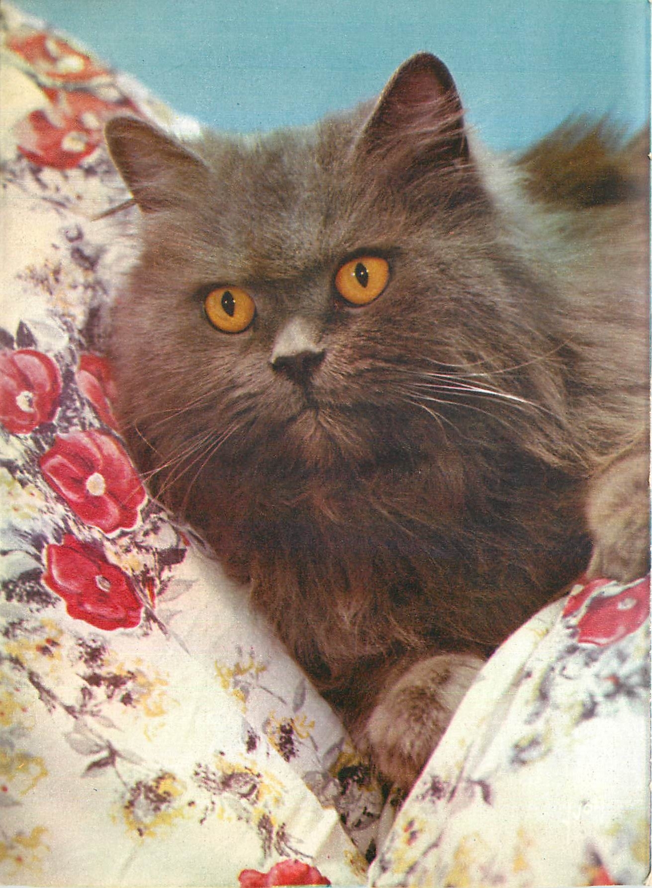 CPM Chat Chaton