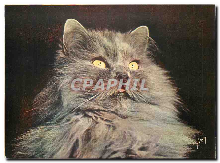 CPM Chat Chaton