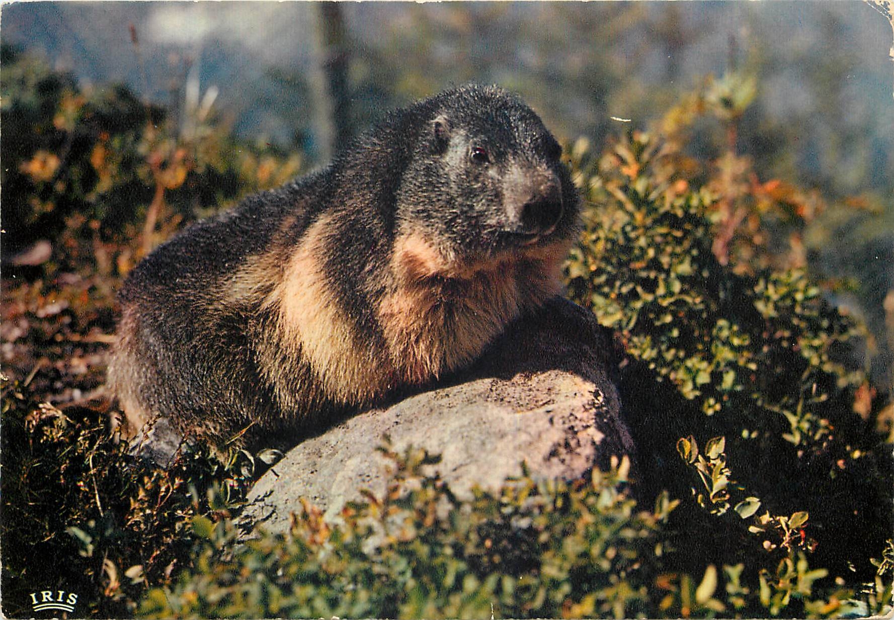 CPM La Marmotte Cliche pris au Parc Zoologique de la Mer de Glace Chamonix 