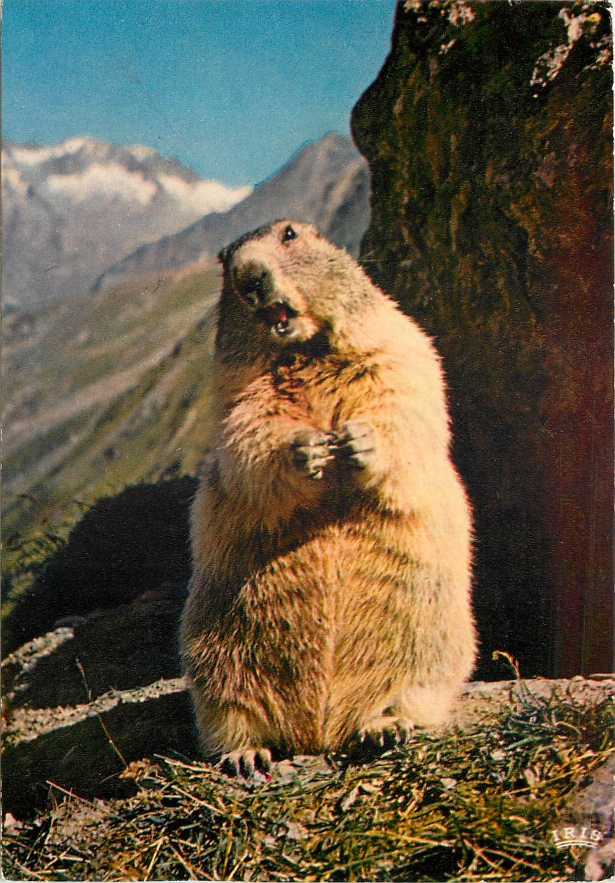 CPM Marmotte Marmot 