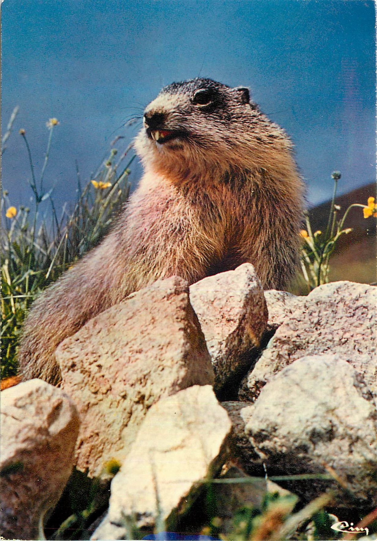 CPM Animaux de Montagne La Marmotte 