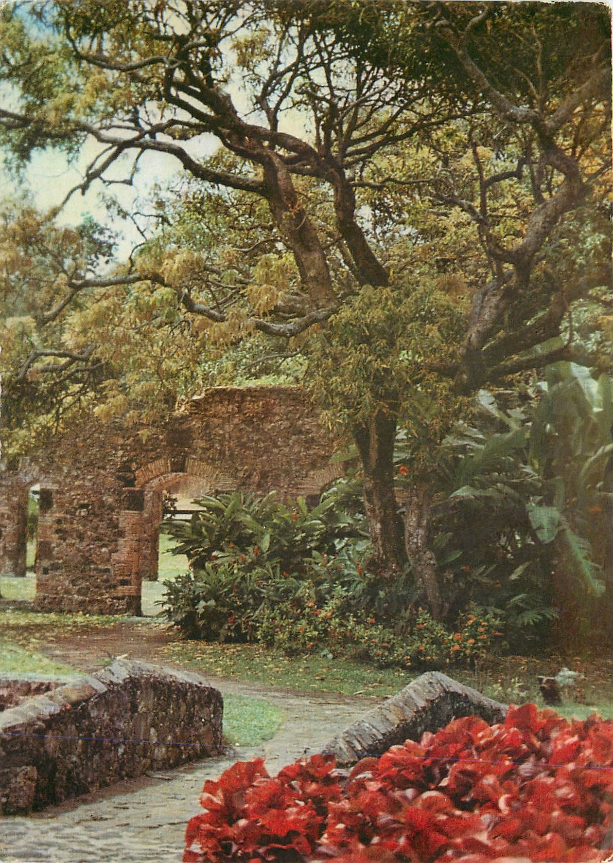 CPM Martinique Sainte Marie Ruines du Fond Saint Jacques 
