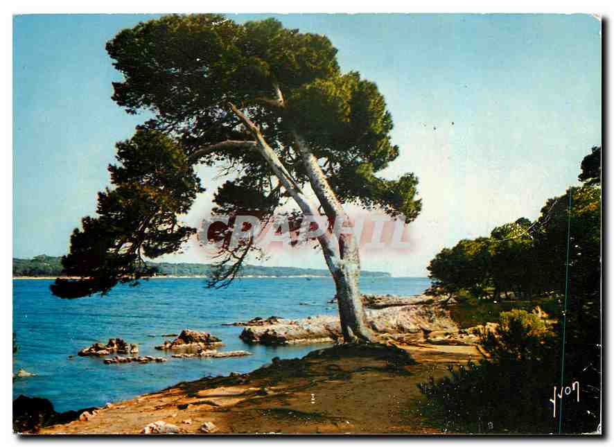CPM Ile Saint Honorat AM Vue sur I'lle Sainte Marguerite 