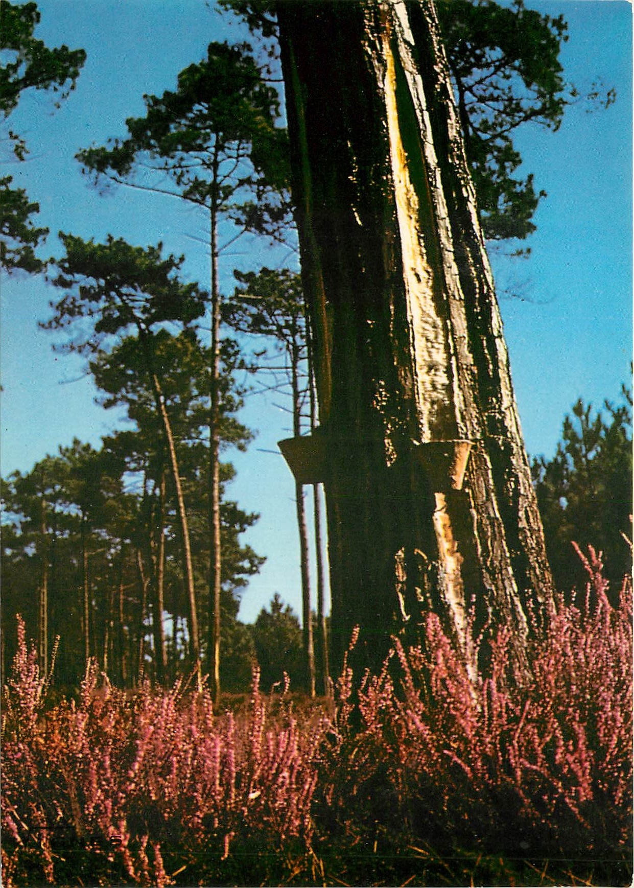 CPM Paysages des Landes Pins et bruyeres 