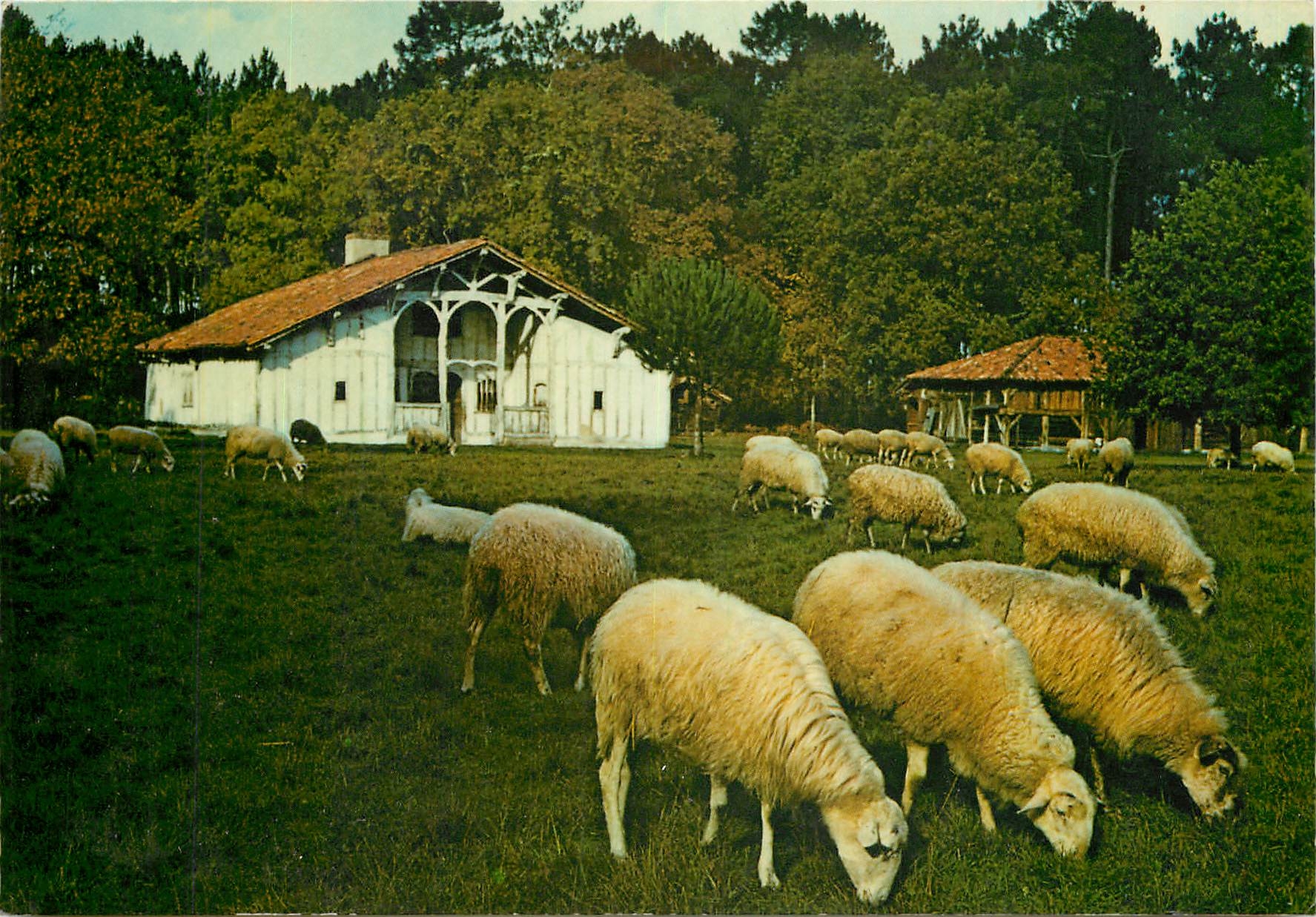 CPM Maison Le Mineur Brebis de race landaise 