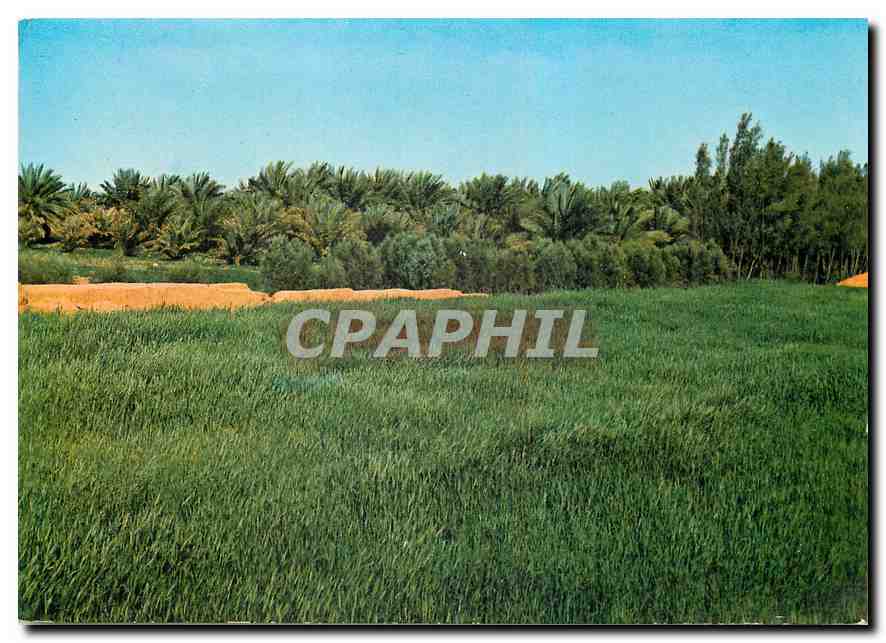 CPM Aneiza Cultivated Fields 