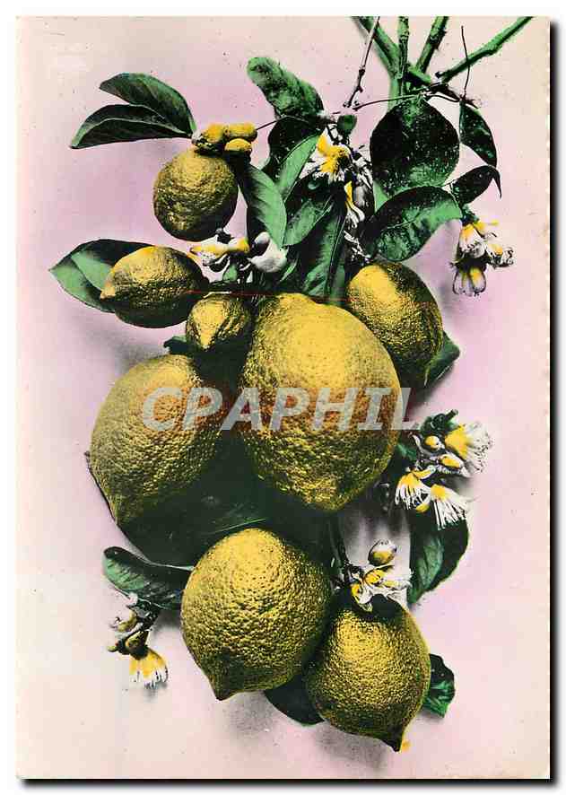 CPM Les Fruits de la Cote d'Azur Branche de Citrons avec fleurs 