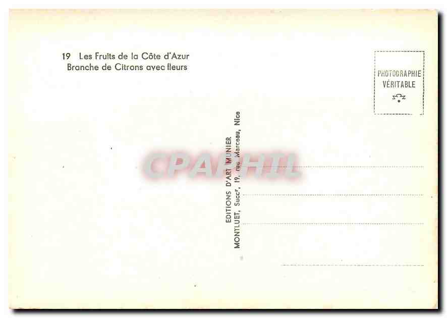 CPM Les Fruits de la Cote d'Azur Branche de Citrons avec fleurs  — Rückseite