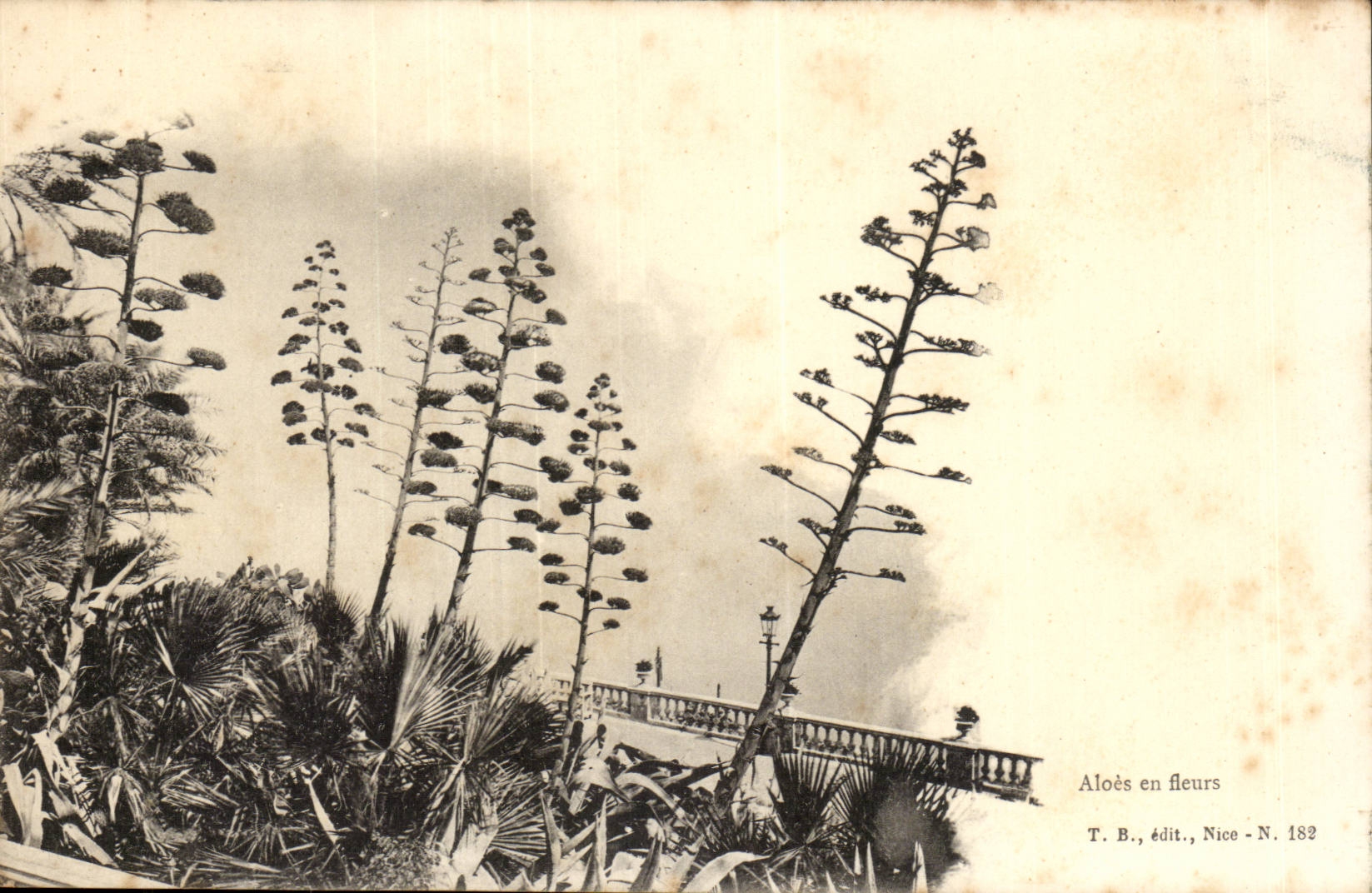 Aloes en fleurs- Aloe Vera in bloom- CPA
