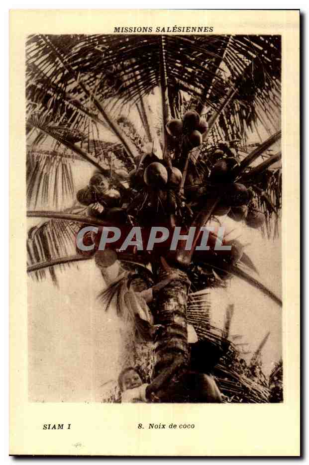 CPA Missions salesiennes Noix de coco (india Inde Thailande Thailand)
