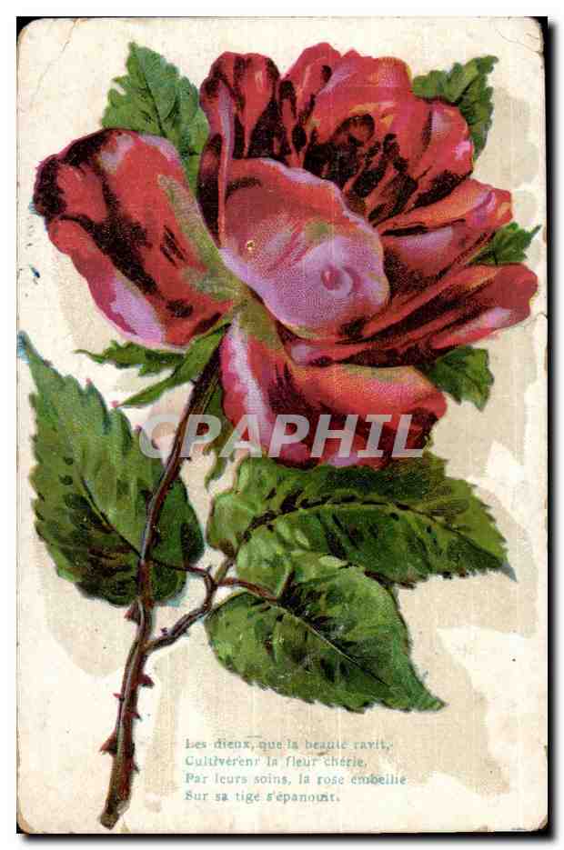 CPA Fantaisie Fleur Rose