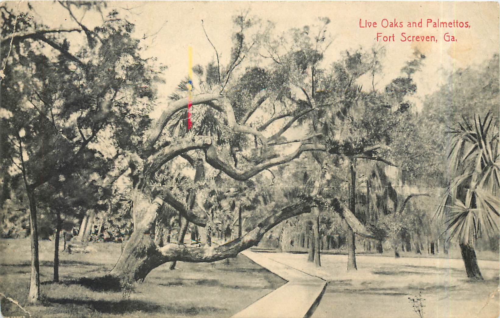 CPA Live oaks and Palmettos Fort Screven Ga