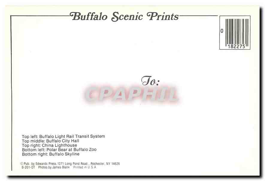CPM Greetings from Buffalo New York Ours Blanc — Rückseite