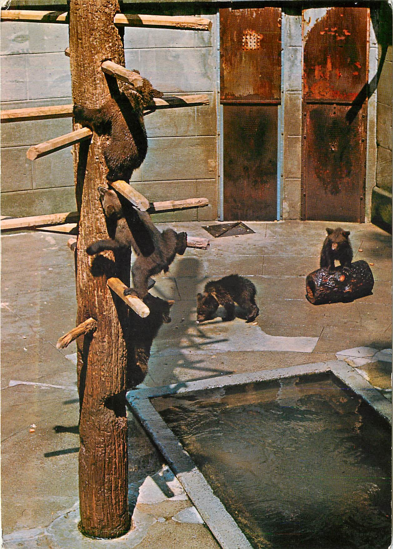 CPM Berne la fosse aux ours 
