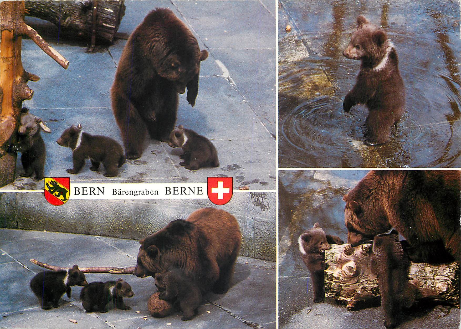 CPM Berne La fosse aux ours 