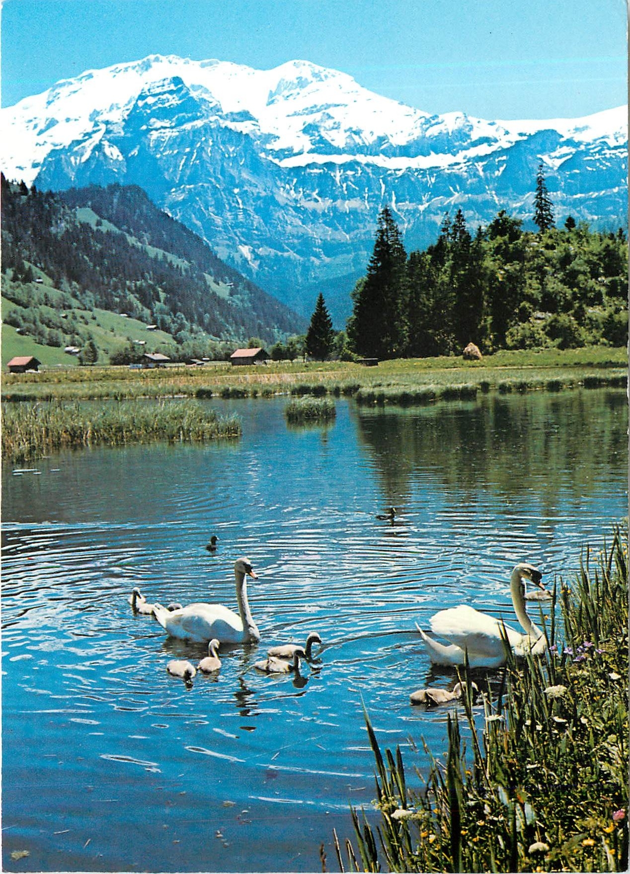 CPM Lenk Berner Oberland Lenkersee mit Wildstrubel 