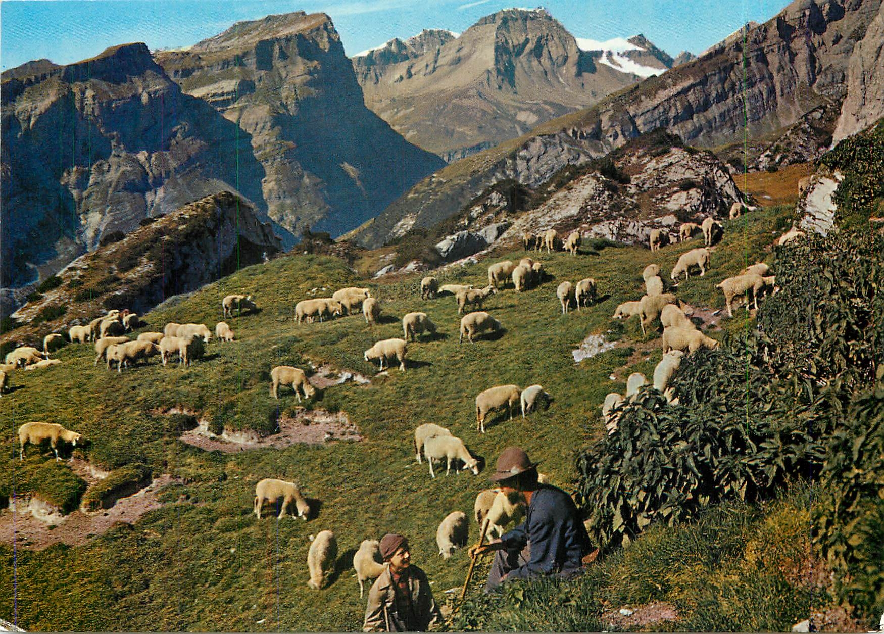 CPM Schafe auf den Alp Folklore Moutons