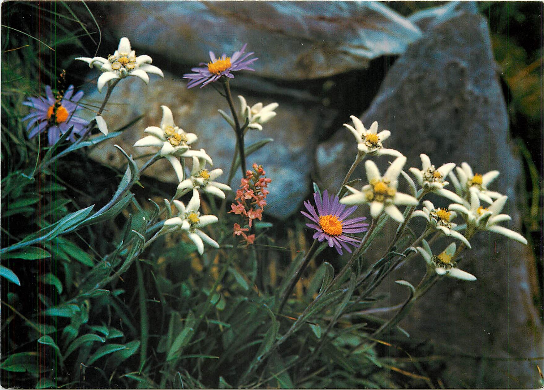 CPM Edelweiss und Alpen Astern Leontopodium alpinum Aster alpinus 