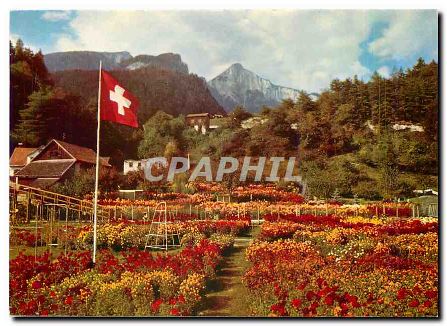 CPM Dahlien und Herstblumenschau M Wieland Tamins bei Chur 