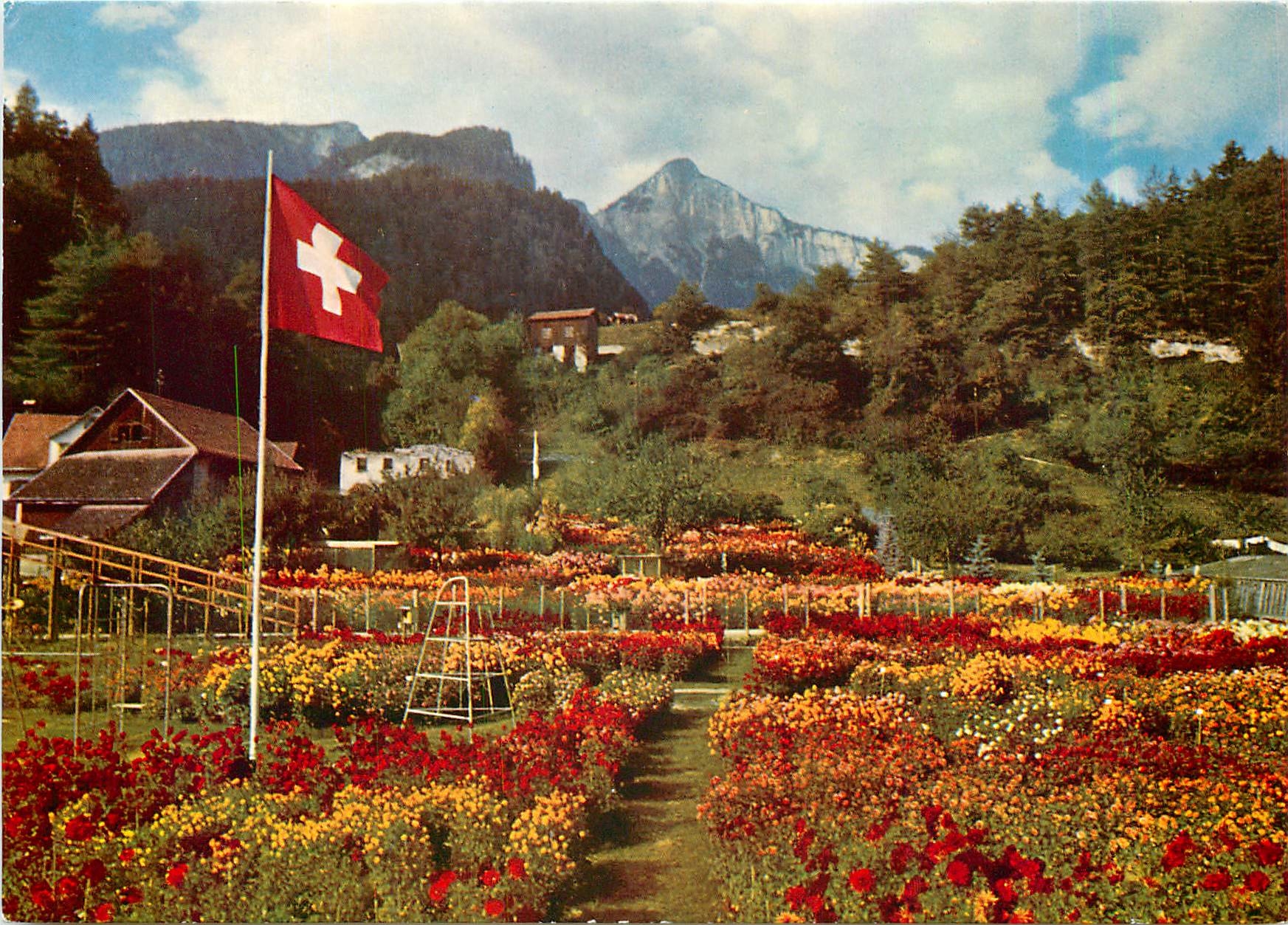 CPM Dahlien und Herbstblumenschau M Wieland Tamins 