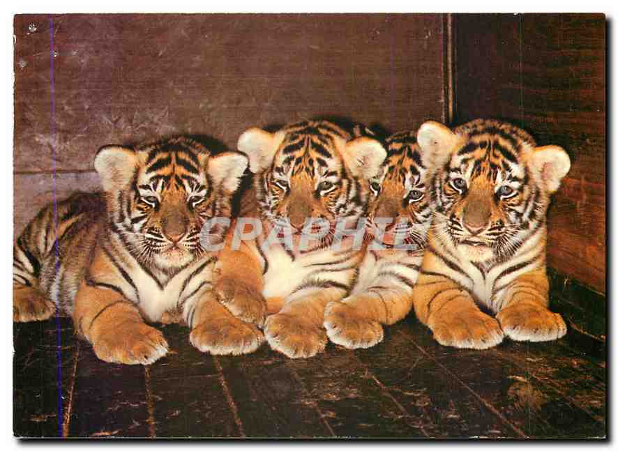 CPM Zoologischer Garien Basel Tiger Vierlinge 