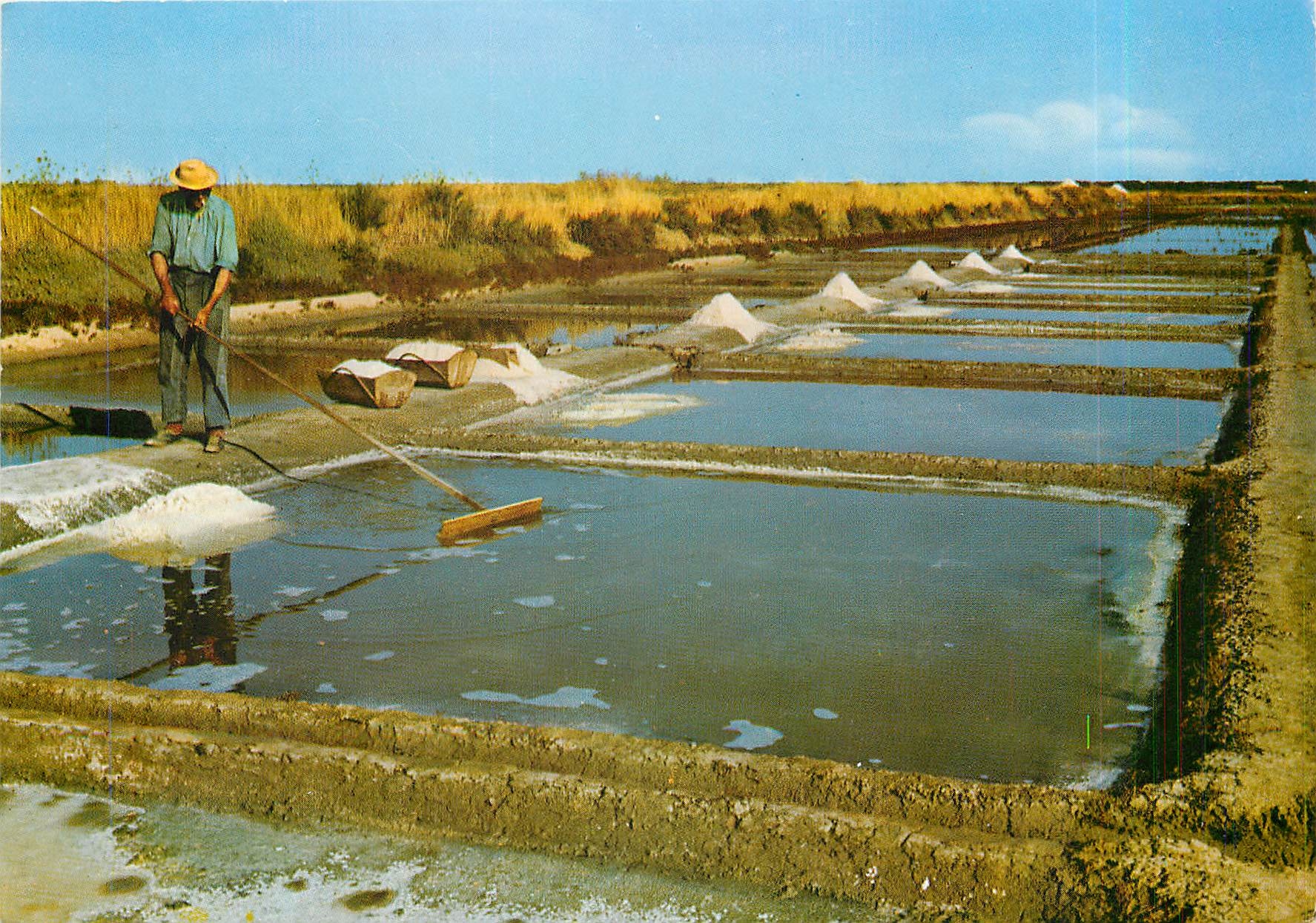 CPM Ile de Re Charente Maritime Marais salants 