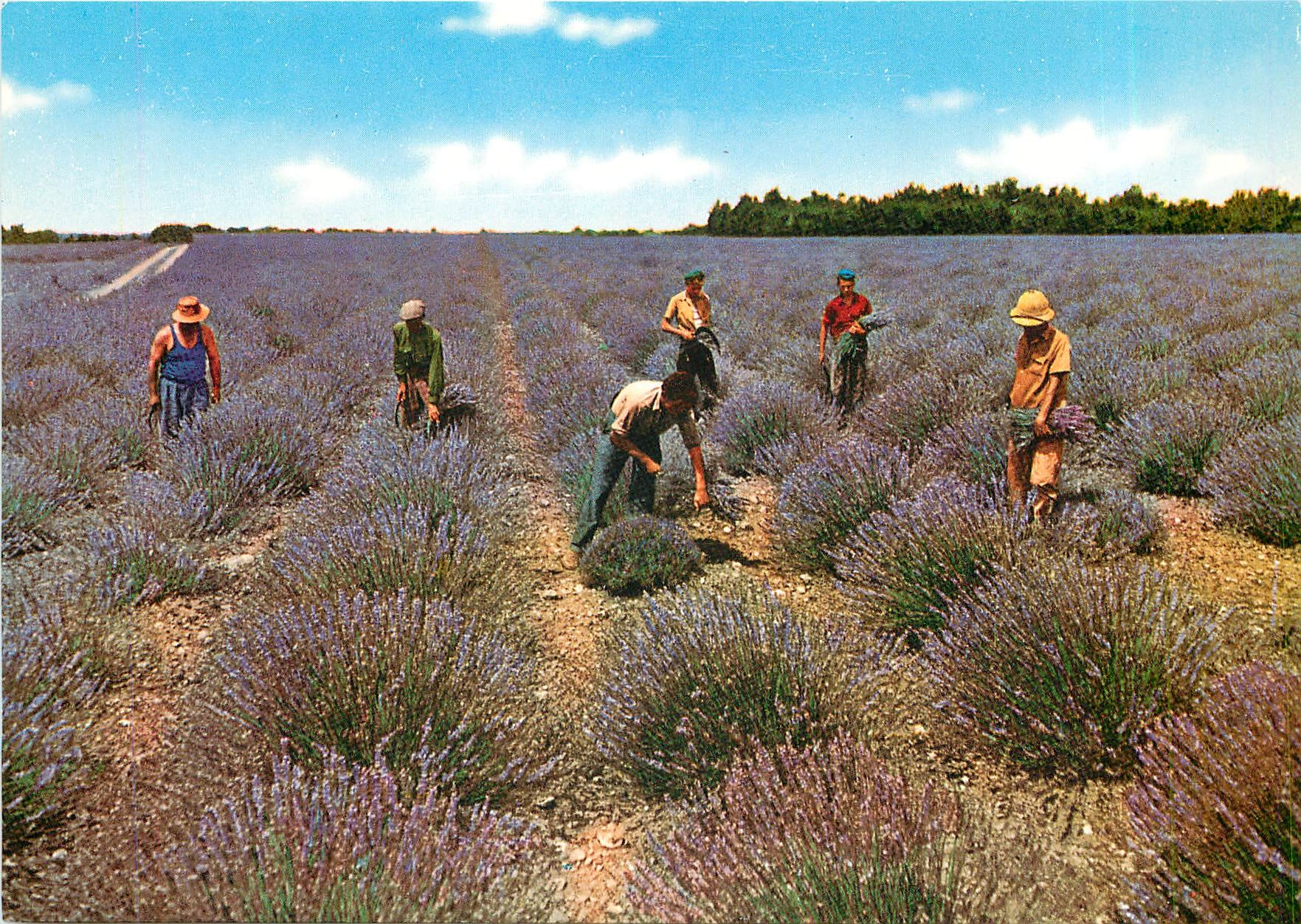 Coupes de Lavande — Sous le Beau Ciel de Provence — Société Éditions de France, 2 rue Clapier, Marseille