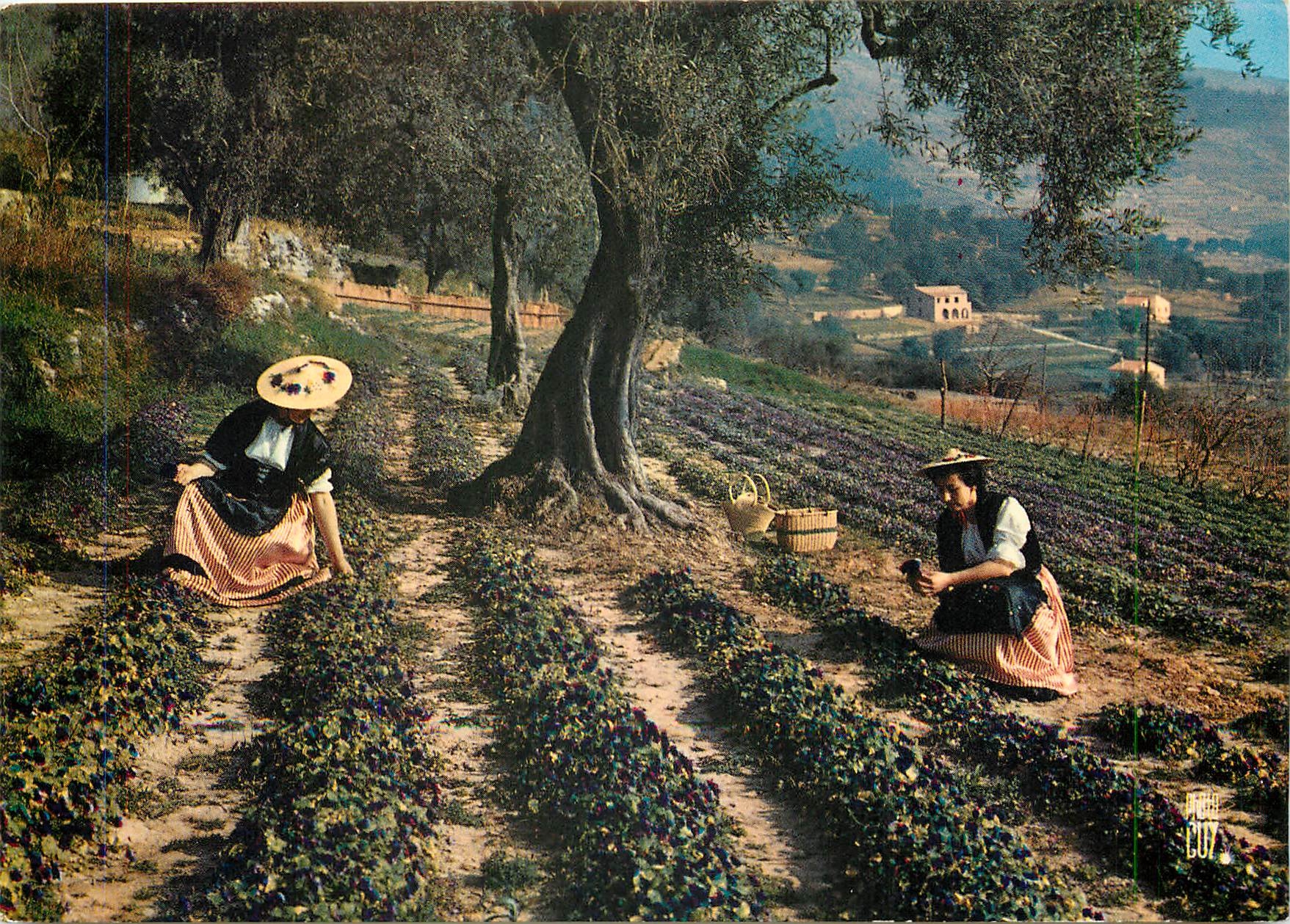 CPM Cote d'Azur Cueillette des violettes a Tourrettes sur Loup Alpes Maritimes 