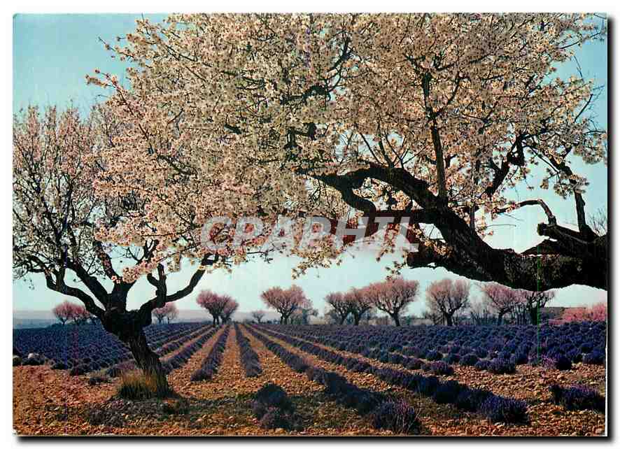 Lavande et amandiers en fleurs — dans les Alpes de Provence — Éditions CAP, NICE