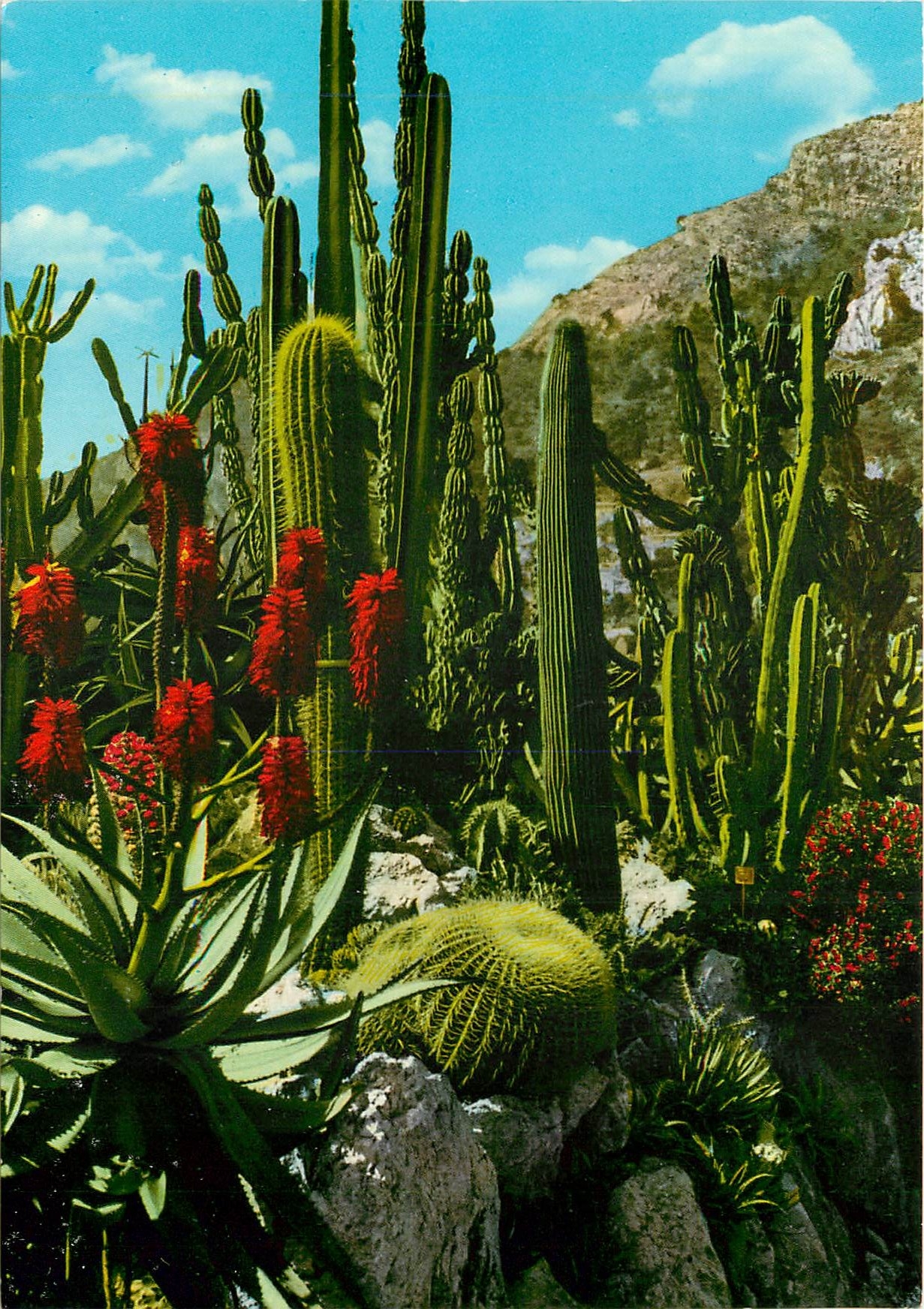 CPM Principaute de Monaco Le jardin exotique 