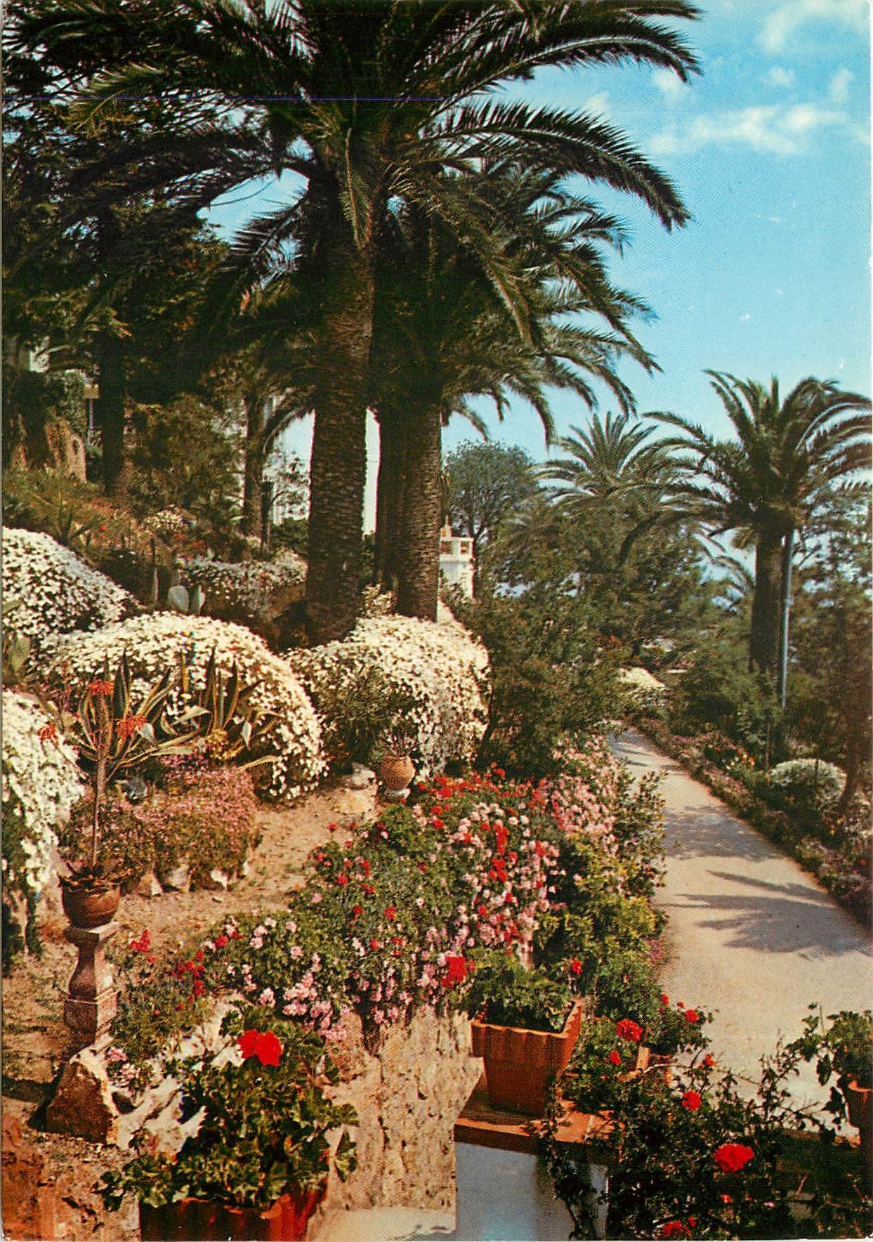CPM Cote d'Azur et Provence Sa vegetation mediterraneenne 